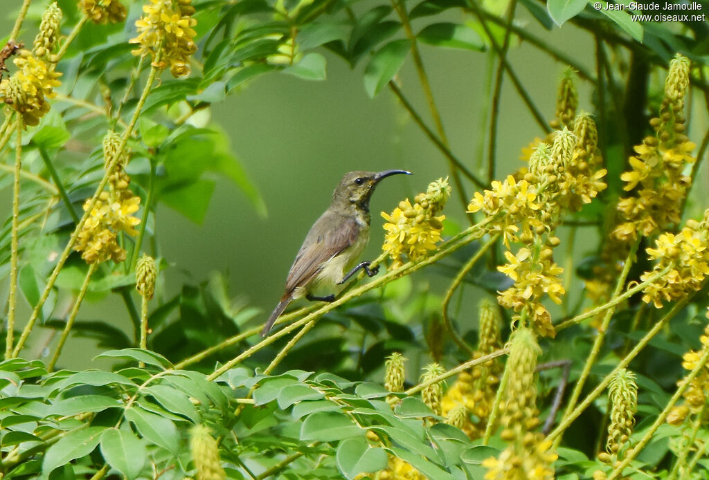 Souimanga Sunbird