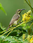 Souimanga Sunbird