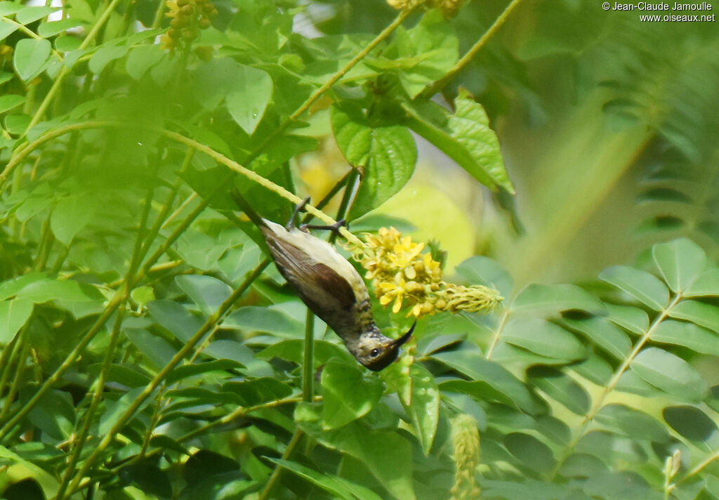 Souimanga Sunbird