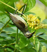 Souimanga Sunbird