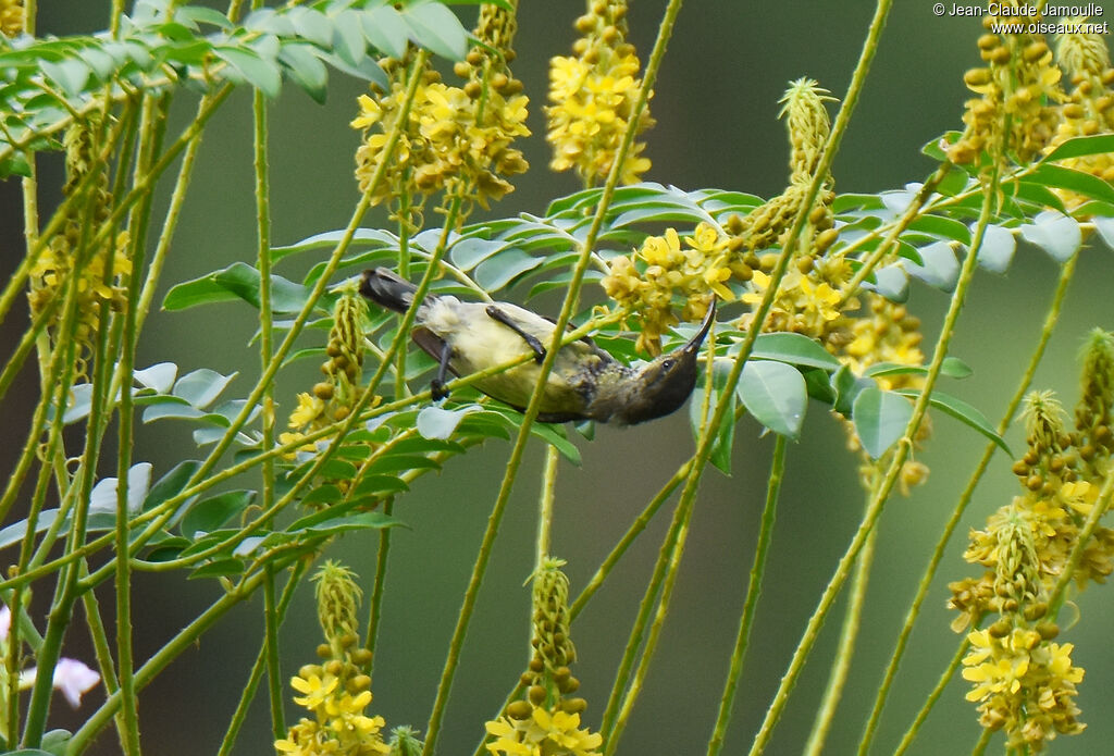 Souimanga Sunbird