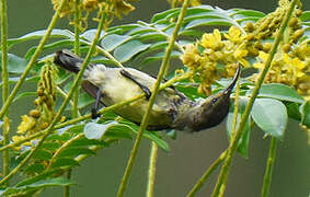 Souimanga Sunbird