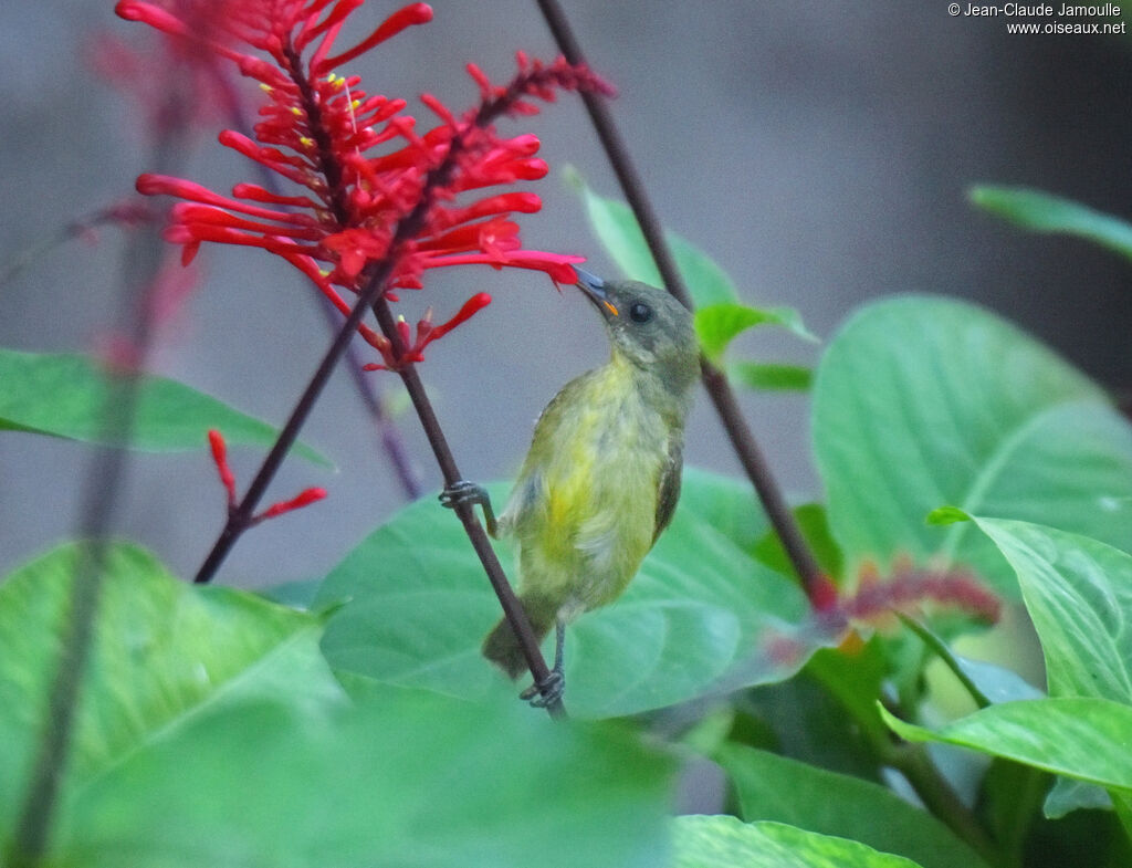 Olive Sunbird