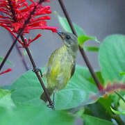 Olive Sunbird