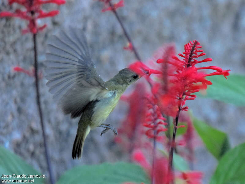 Olive Sunbird, Flight, eats