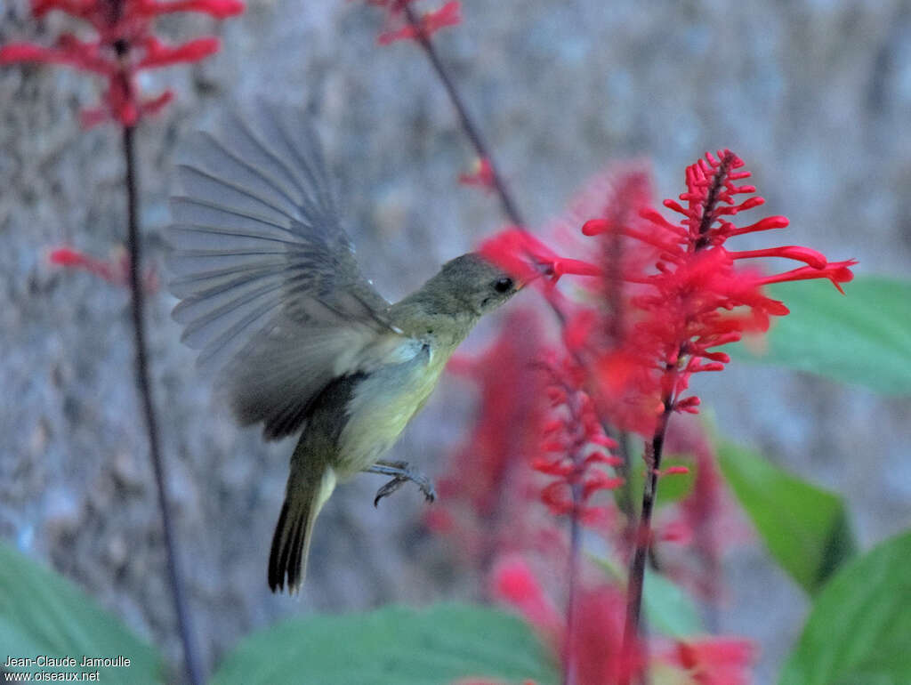 Olive Sunbird, Flight, eats