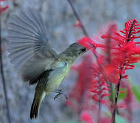 Olive Sunbird