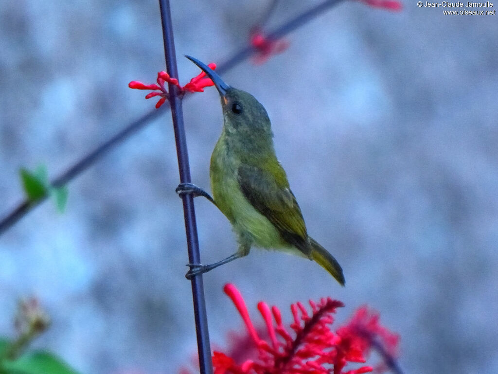 Olive Sunbird