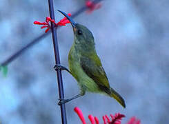 Olive Sunbird