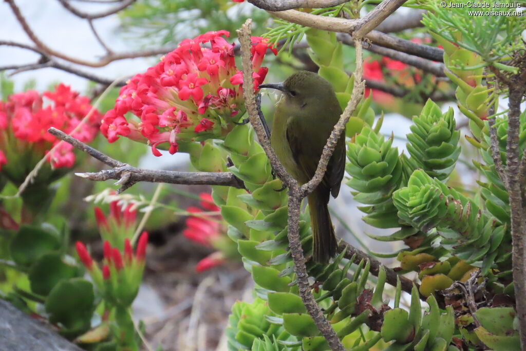 Orange-breasted Sunbird female