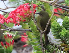 Orange-breasted Sunbird