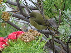 Orange-breasted Sunbird