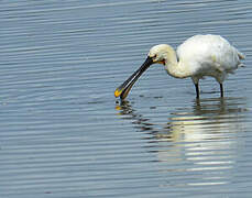 Eurasian Spoonbill