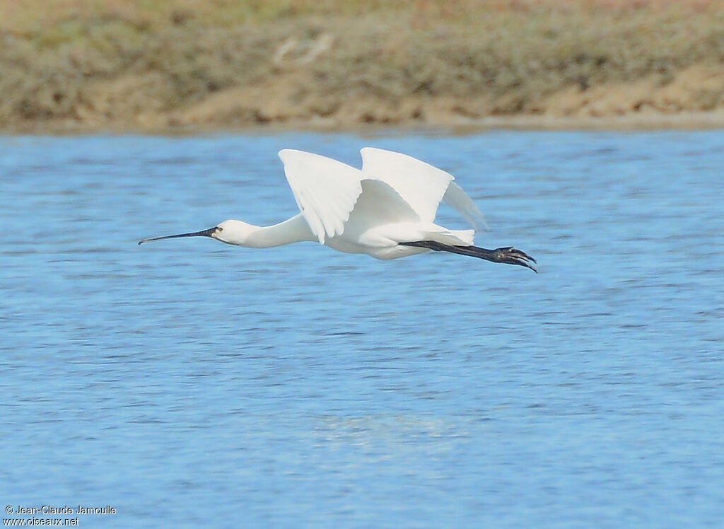 Eurasian Spoonbill, Flight