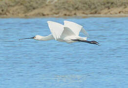 Eurasian Spoonbill