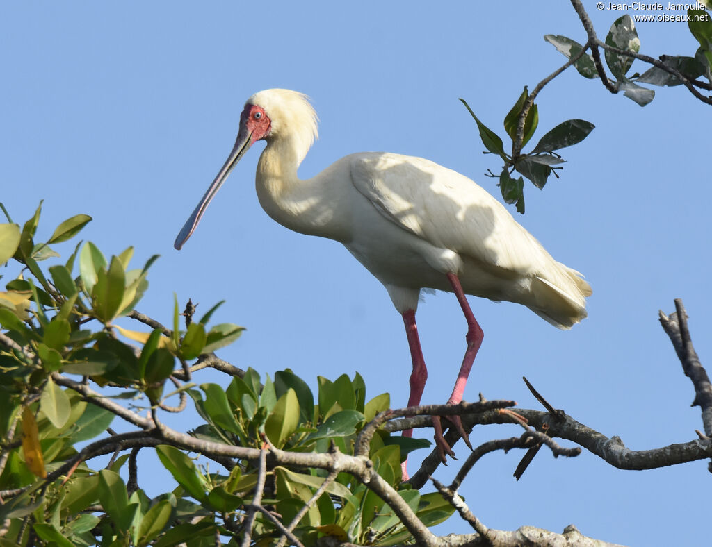 African Spoonbill