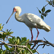 African Spoonbill