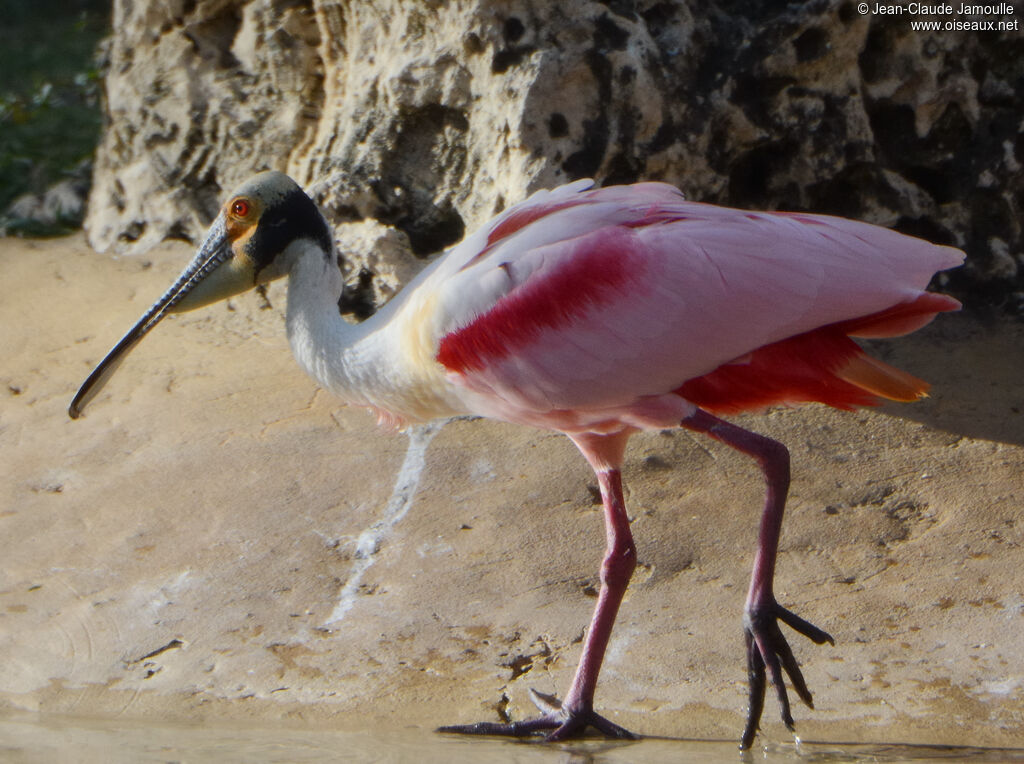 Roseate Spoonbilladult, identification, aspect, walking