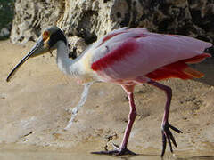 Roseate Spoonbill