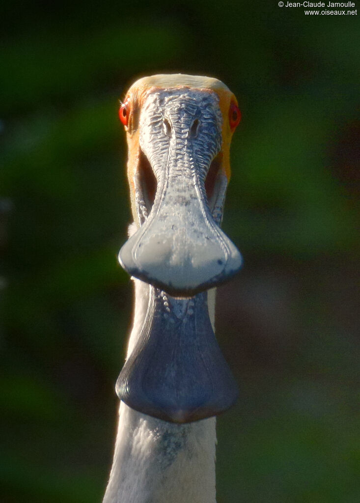 Roseate Spoonbilladult, close-up portrait, eats