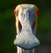 Roseate Spoonbill