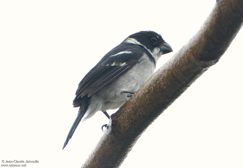 Wing-barred Seedeater male