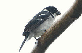 Wing-barred Seedeater