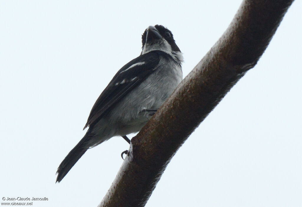 Wing-barred Seedeater male