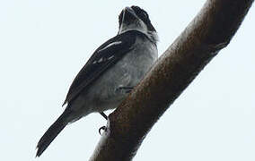 Wing-barred Seedeater