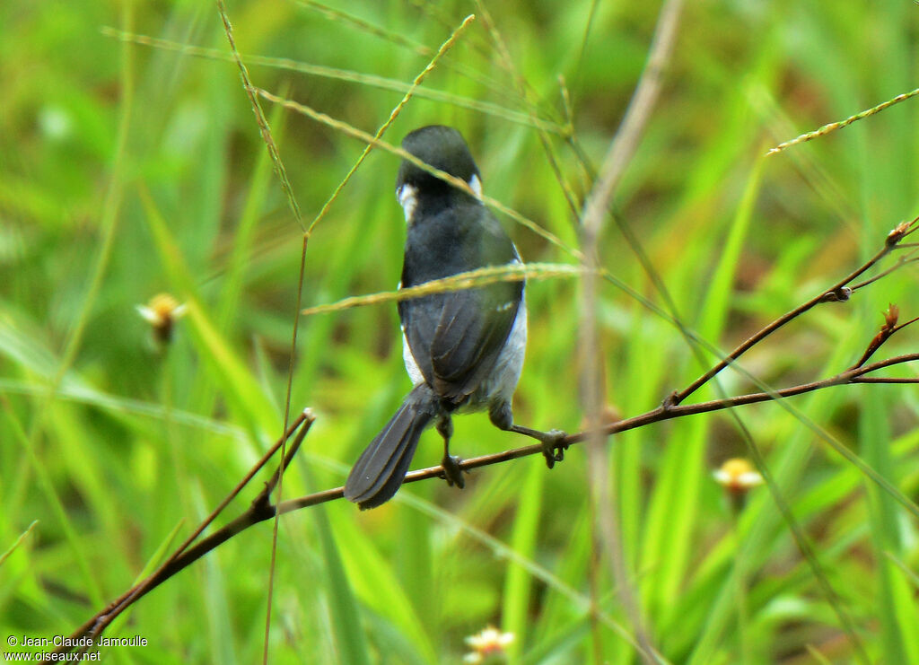 Wing-barred Seedeater male