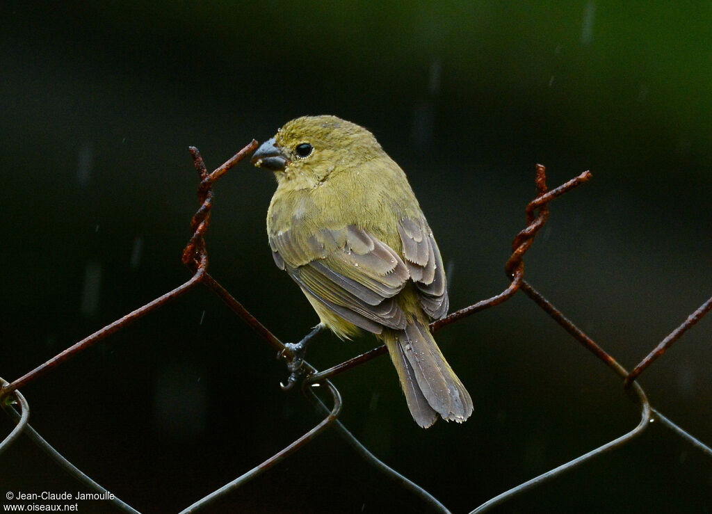 Sporophile à ailes blanches femelle