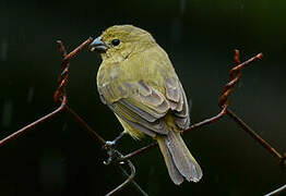 Wing-barred Seedeater