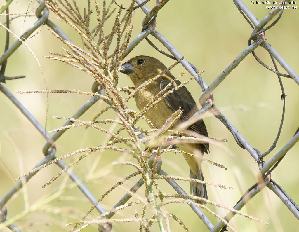 Sporophile à ventre jaune