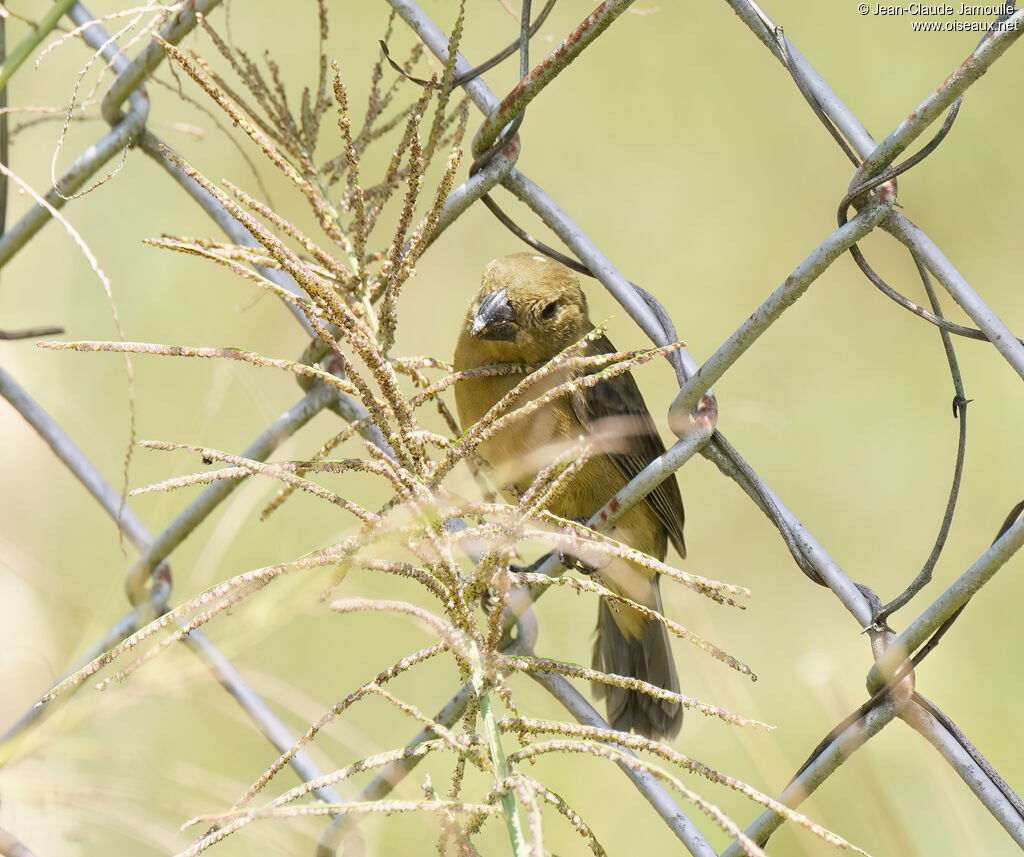 Sporophile à ventre jaune