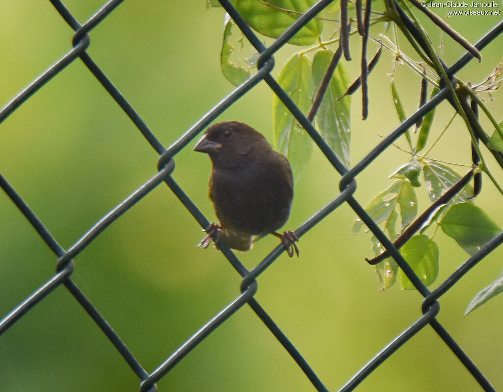 Black-faced Grassquit male adult