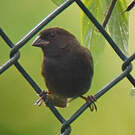 Sporophile cici