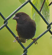 Black-faced Grassquit