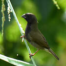 Sporophile cici