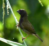 Black-faced Grassquit