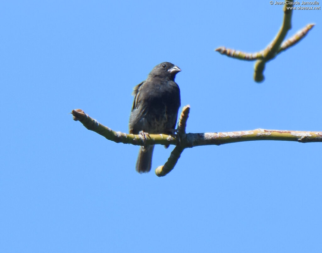 Black-faced Grassquit male adult