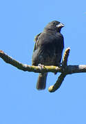 Black-faced Grassquit