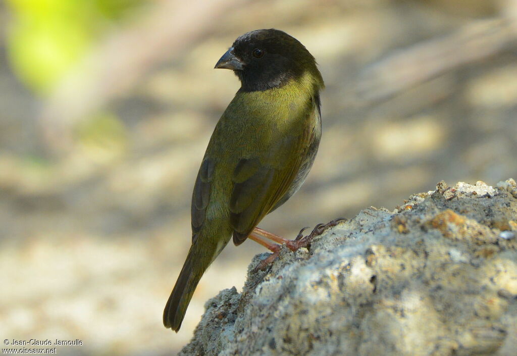 Black-faced Grassquit male