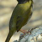 Sporophile cici