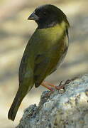 Black-faced Grassquit