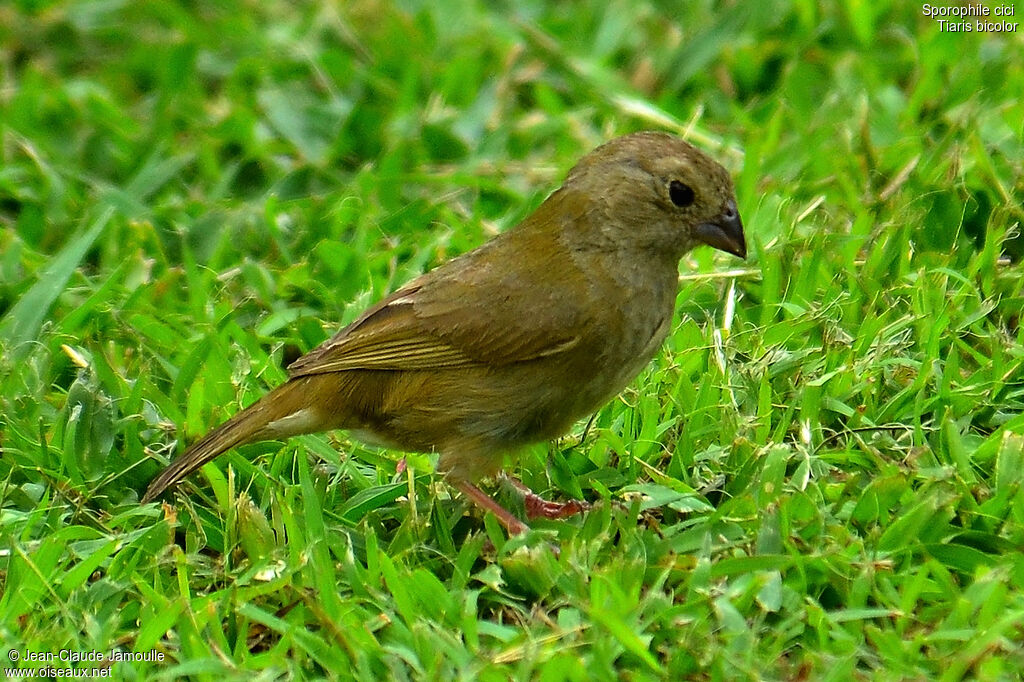 Black-faced Grassquit female, feeding habits