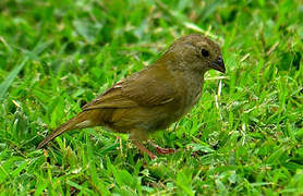 Black-faced Grassquit