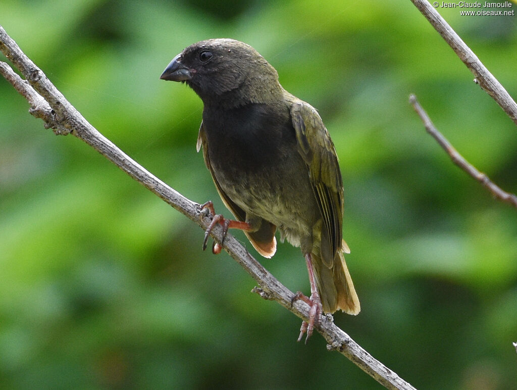 Black-faced Grassquit