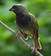 Black-faced Grassquit