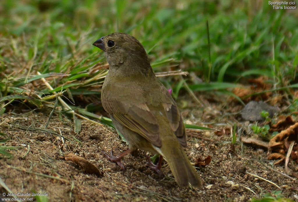 Black-faced Grassquit female