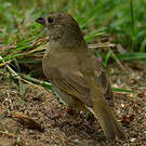 Sporophile cici